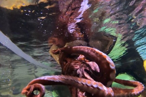 Kraken актуальный сайт